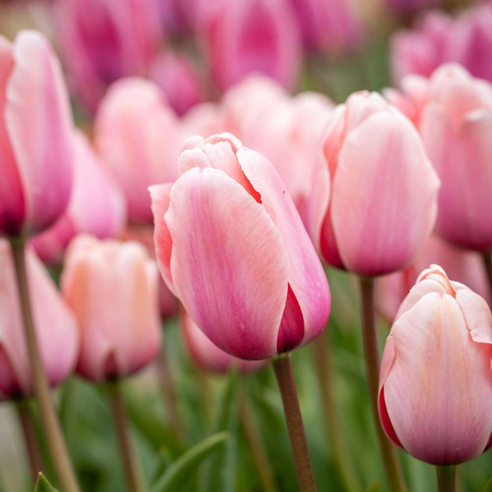 Tulipan 'Salmon Impression'